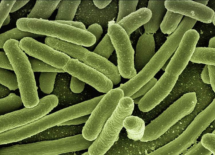 bakteria ciekawostki o bakteriach bakterie
