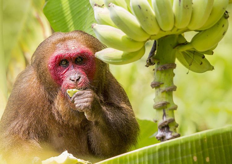 makak małpa banan ciekawostki o bananach banany bananowiec