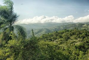 palmy na Dominikanie