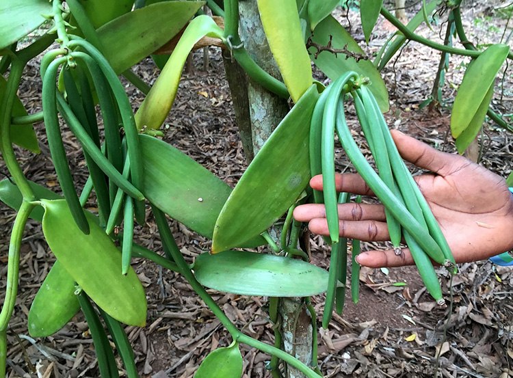 wanilia roślina przyprawa ciekawostki o wanilii