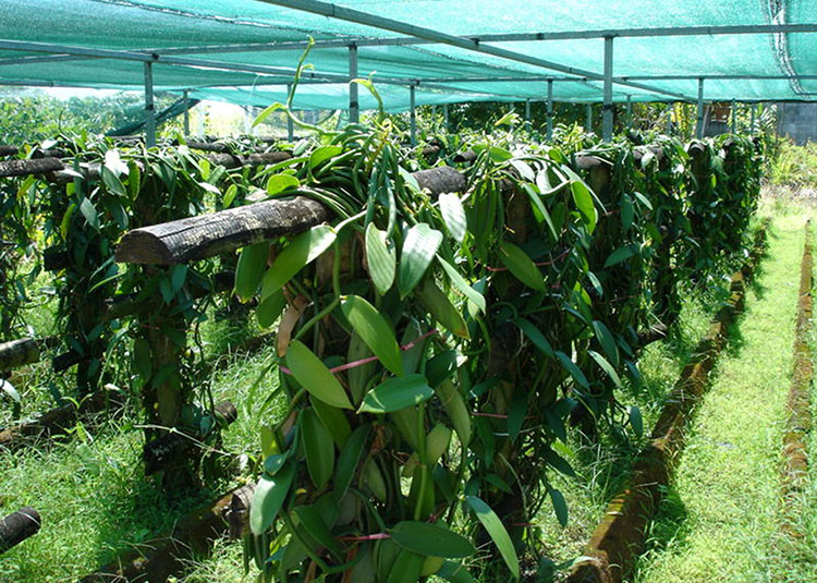 uprawa plantacja wanilia roślina przyprawa ciekawostki o wanilii