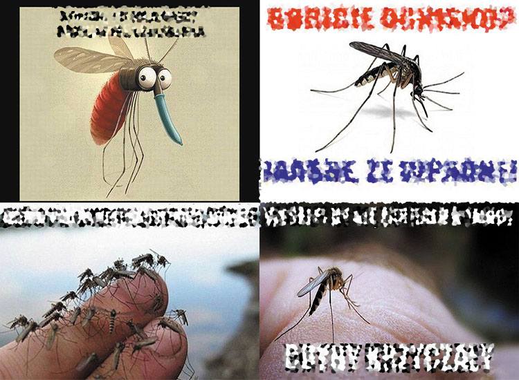 komar memy komary śmieszne obrazki humor