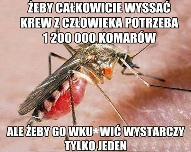 komar memy komary śmieszne obrazki humor