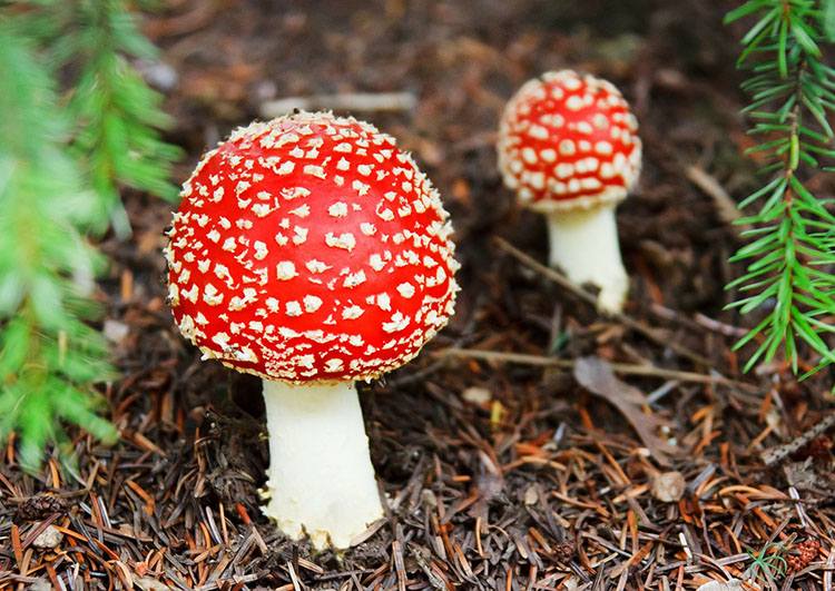 muchomor muchomory ciekawostki o muchomorach