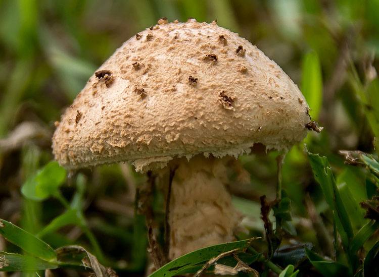 muchomor fakty o muchomorach grzyby jadalne trujący grzybiarze