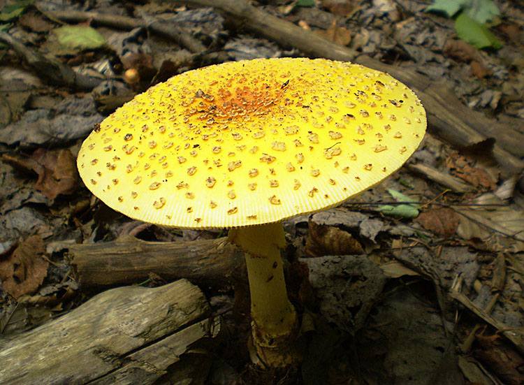 muchomor muchomory ciekawostki o muchomorach