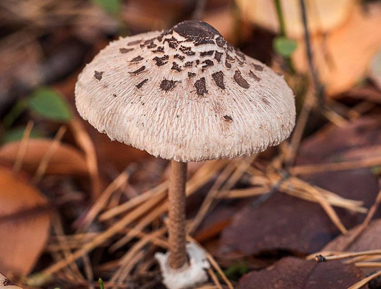 muchomor muchomory ciekawostki o muchomorach