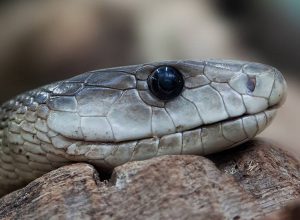 wąż czarna mamba ciekawostki informacje węże