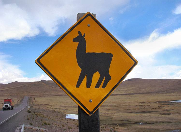lama Peru znaki drogowe ciekawostki znak drogowy