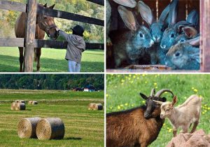 agroturystyka Polska informacje ciekawostki gospodarstwa agroturystyczne zwierzęta zieleń wypoczynek