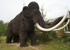 mamut włochaty ciekawostki mamuty informacje