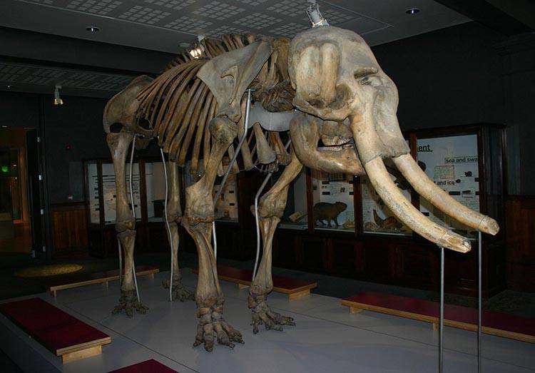 mamut włochaty ciekawostki mamuty informacje