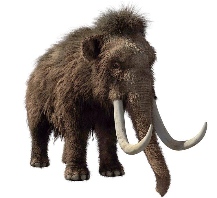 mamut włochaty ciekawostki mamuty informacje