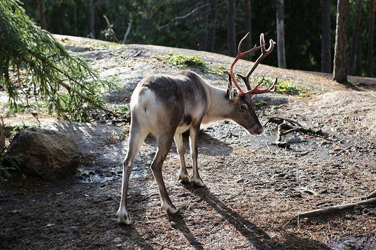 renifer renifery w Laponii informacje 