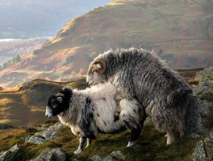 owce kopulacja prokreacja zwierzęta góry krajobraz