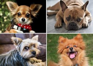 psy ciekawostki pies śmieszne psy uśmiech zadowolenie oczy