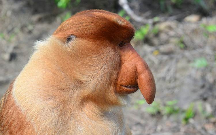małpa nosacz wyspa Borneo