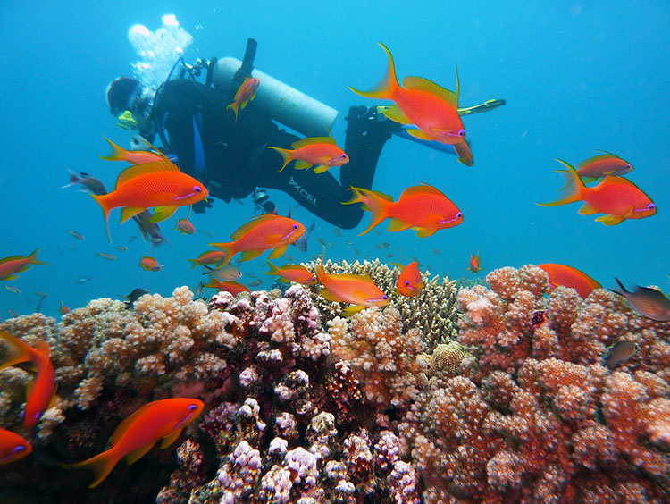 nurek nurkowanie dowcipy o nurkach