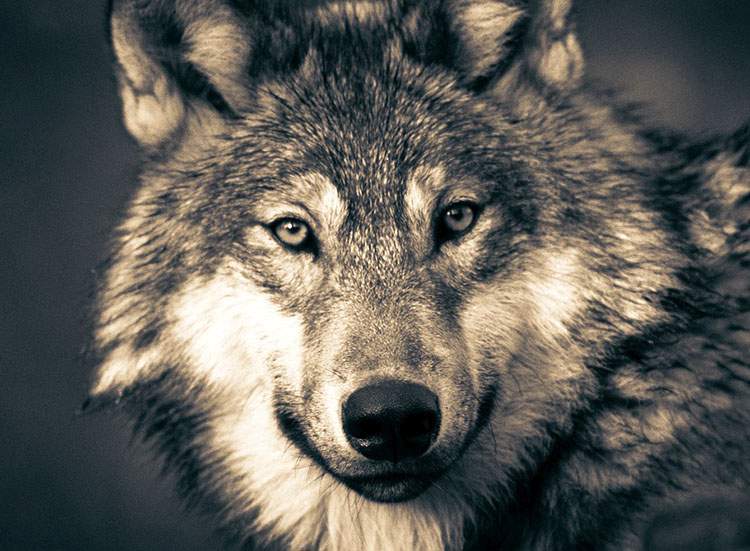 Najlepsze dowcipy o wilkach humor wilk dowcipy o wilku kawały o wilkach wilki