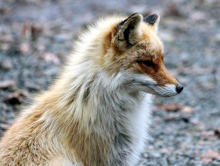 lis kawały zwierzęta dowcipy o lisie lisicy humor lisica