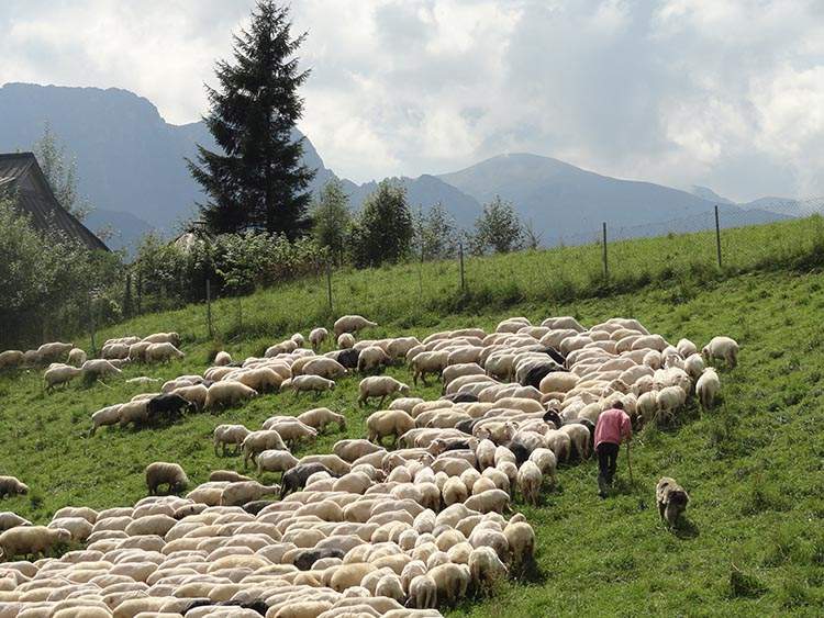 wypas owiec w Tatrach Giewont