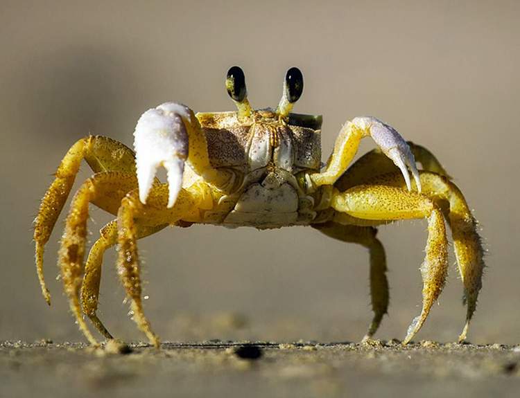 krab kraby zwierzęta dziwne ciekawostki o zwierzętach niezwykłe niesamowite fakty