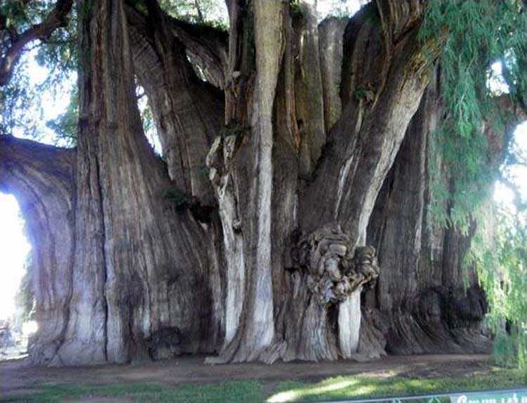 drzewo El Arbol del Tule w Meksyku atrakcje turystyczne