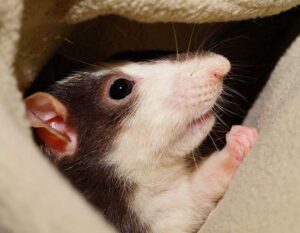 mysz zwierzęta niezwykłe ciekawostki ze świata zwierząt