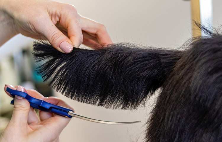 groomer fryzjer ciekawostki fryzjerskie strzyżenie włosów