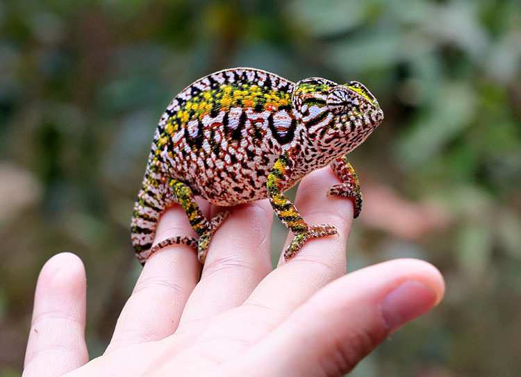 kameleon Madagaskar ciekawostki atrakcje