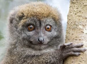 lemur Madagaskar ciekawostki atrakcje