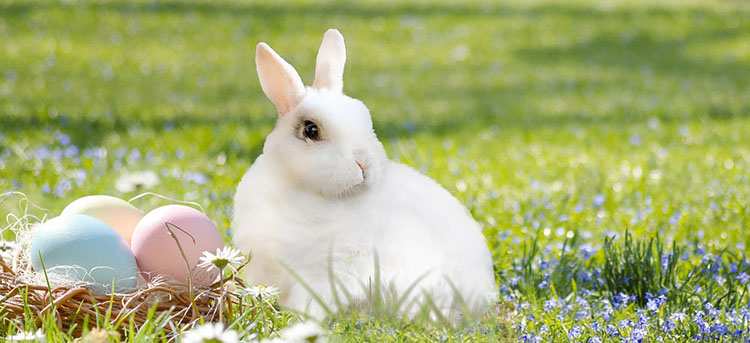 zajączek wielkanocny pisanki Wielkanoc święta