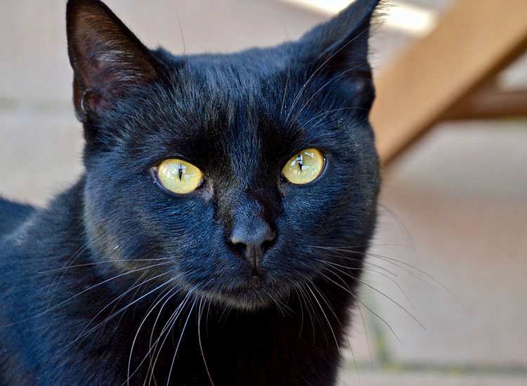 kot kolor czarny ciekawostki