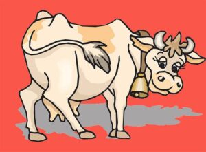 krowy humor krowa dowcipy o krowach bydło