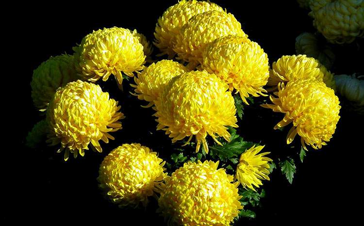 chryzantemy ciekawostki o chryzantemach kwiaty chryzantema