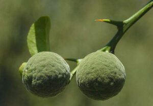 owoc cytrusowy yuzu ciekawostki