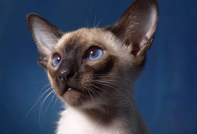 Koty syjamskie – to warto o nich wiedzieć kot syjamski ciekawostki koty syjamskie