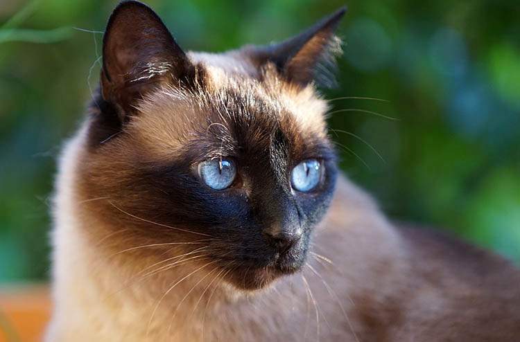 kot syjamski ciekawostki koty syjamskie