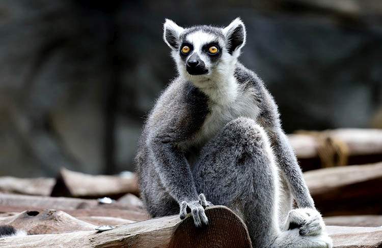 lemury ciekawostki o lemurach lemur