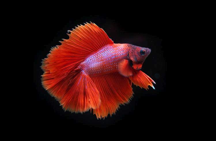 bojownik syjamski rybki akwariowe ciekawostki