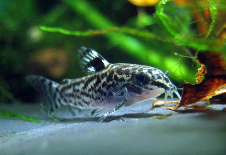 kirysek rybki akwariowe ciekawostki