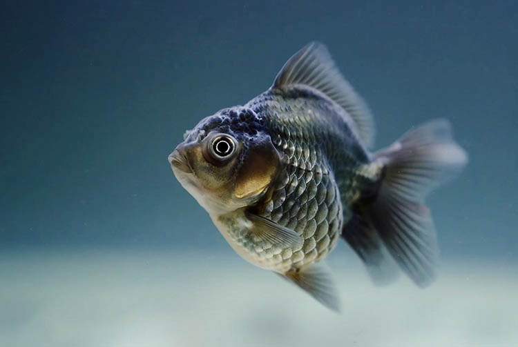 welon rybki akwariowe ciekawostki