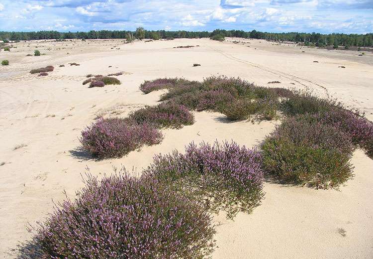 Pustynia Kozłowska pustynie w Polsce