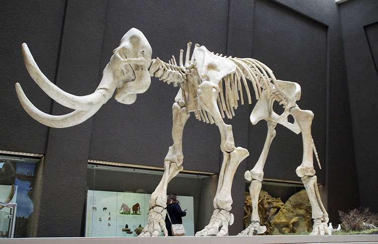 Stuttgart ciekawostki Muzeum Historii Naturalnej szkielet mamuta