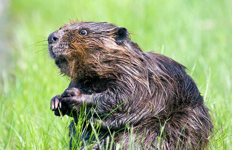 Ciekawostki o bobrach – TOP 10 bobry ciekawostki o bobrach bóbr