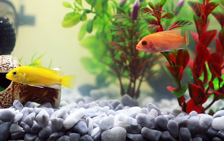 rośliny akwariowe akwarium akwarystyka