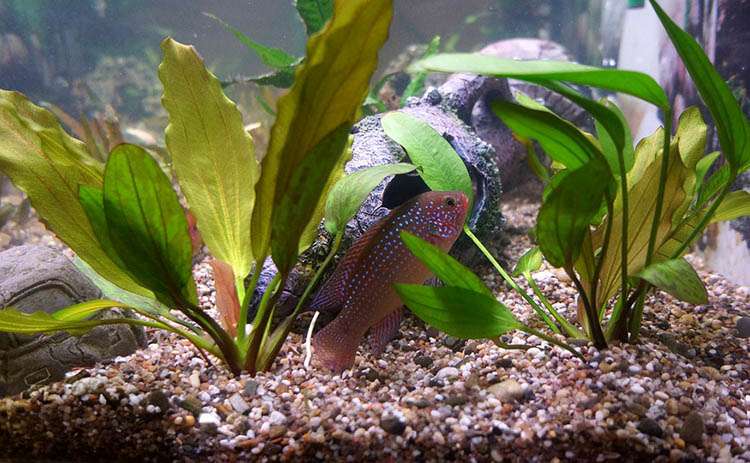 rośliny akwariowe akwarium akwarystyka