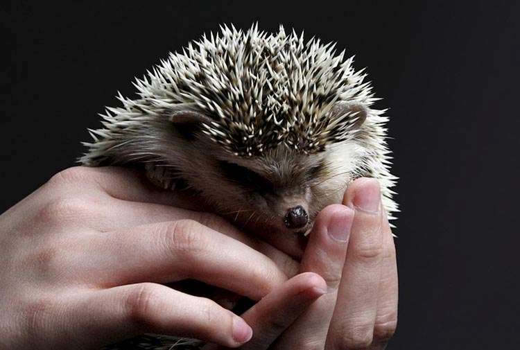 zwierzęta domowe jeż