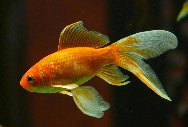 zwierzęta domowe złota rybka