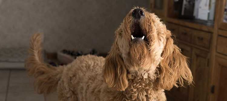 pies w snach sennik sny o psach